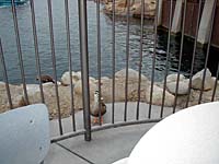 pic15